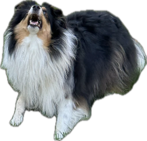 Alba the tricolor sheltie barking questionably at something