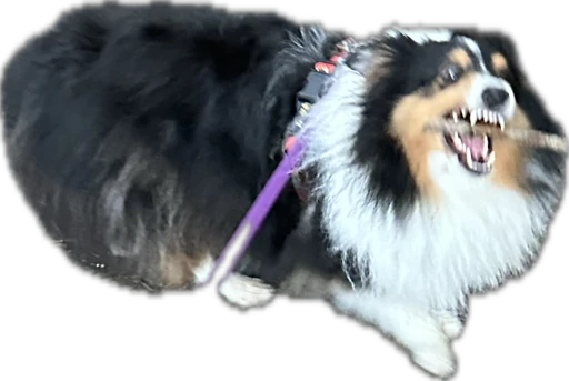 Alba the tricolor sheltie aggressively holding a branch in her mouth
